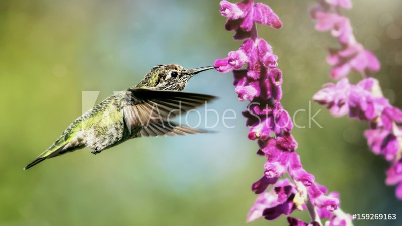 Afbeeldingen van Annas Hummingbird in Flight with Purple Flowers